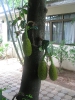 Джекфрут - Artocarpus heterophyllus (Артокарпус разнолистный)