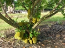 Джекфрут - Artocarpus heterophyllus (Артокарпус разнолистный)