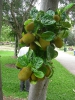 Джекфрут - Artocarpus heterophyllus (Артокарпус разнолистный)