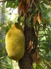 Джекфрут - Artocarpus heterophyllus (Артокарпус разнолистный)