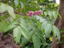 Карамбола - Averrhoa carambola (Аверроя карамбола)