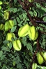 Карамбола - Averrhoa carambola (Аверроя карамбола)