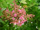 Карамбола - Averrhoa carambola (Аверроя карамбола)