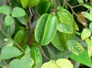 Карамбола - Averrhoa carambola (Аверроя карамбола)