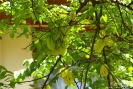 Карамбола - Averrhoa carambola (Аверроя карамбола)
