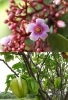 Карамбола - Averrhoa carambola (Аверроя карамбола)