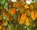 Карамбола - Averrhoa carambola (Аверроя карамбола)