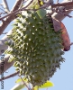 СОНСОЯ, СОНКОЙЯ: Annona purpurea Семейство: Annonaceae (Анноновые)