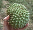 СОНСОЯ, СОНКОЙЯ: Annona purpurea Семейство: Annonaceae (Анноновые)