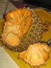 СОНСОЯ, СОНКОЙЯ: Annona purpurea Семейство: Annonaceae (Анноновые)