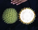 СОНСОЯ, СОНКОЙЯ: Annona purpurea Семейство: Annonaceae (Анноновые)