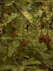 Тамаринд Сладкий ( TAMARIND )