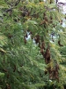 Тамаринд Сладкий ( TAMARIND )