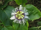 Маракуйя ( passion fruit )