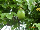 Маракуйя ( passion fruit )