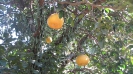 Помело ( POMELO )