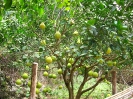 Помело ( POMELO )