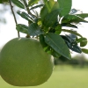 Помело ( POMELO )