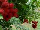 Рамбутан ( RAMBUTAN )