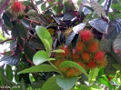 Рамбутан ( RAMBUTAN )