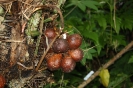 Салак (лат. Salacca edulis) — древовидное плодовое растение семейства Пальмовые
