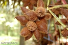 Салак (лат. Salacca edulis) — древовидное плодовое растение семейства Пальмовые
