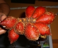 Салак (лат. Salacca edulis) — древовидное плодовое растение семейства Пальмовые