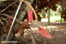 Салак (лат. Salacca edulis) — древовидное плодовое растение семейства Пальмовые