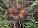 Салак (лат. Salacca edulis) — древовидное плодовое растение семейства Пальмовые