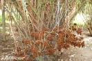 Салак (лат. Salacca edulis) — древовидное плодовое растение семейства Пальмовые