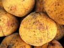 Сантол (лат. Sandoricum koetjape)