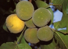 Сантол (лат. Sandoricum koetjape)