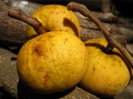 Сантол (лат. Sandoricum koetjape)