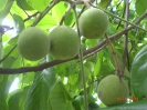 Сантол (лат. Sandoricum koetjape)
