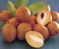 Саподилла ( SAPODILLA )