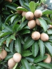 Саподилла ( SAPODILLA )