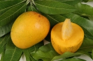 Саподилла ( SAPODILLA )