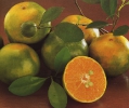 Мандарины ( tangerine )