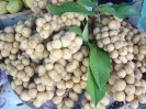 LANSIUM DOMESTICUM - Фрукт Лонгконг