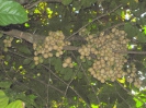 LANSIUM DOMESTICUM - Фрукт Лонгконг