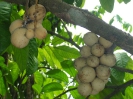 LANSIUM DOMESTICUM - Фрукт Лонгконг