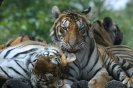 Бангкок. Мир Сафари (Safari World) :: Бангкок. Мир Сафари (Safari World)