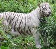 Бангкок. Мир Сафари (Safari World)