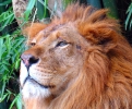 Бангкок. Мир Сафари (Safari World)