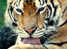 Бангкок. Мир Сафари (Safari World)