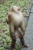 Бангкок. Khao Yai National Park / Национальный парк Кхао-Яй