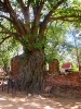 Древняя столица Сиама Аюттхайя (Ayutthaya)