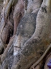 Древняя столица Сиама Аюттхайя (Ayutthaya)