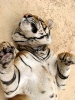 Канчанабури (Kanchanaburi) Тигровый храм (Tiger Temple)