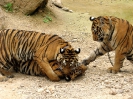 Канчанабури (Kanchanaburi) Тигровый храм (Tiger Temple)